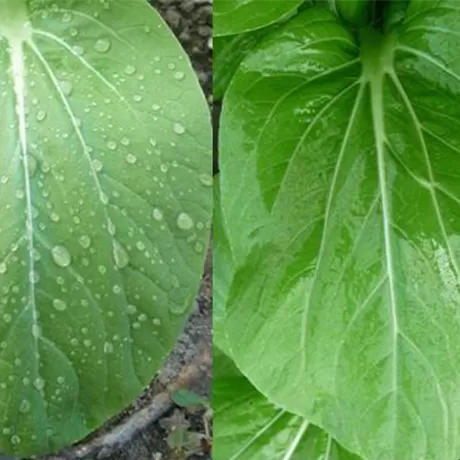 有机硅产品在农业植保中的应用