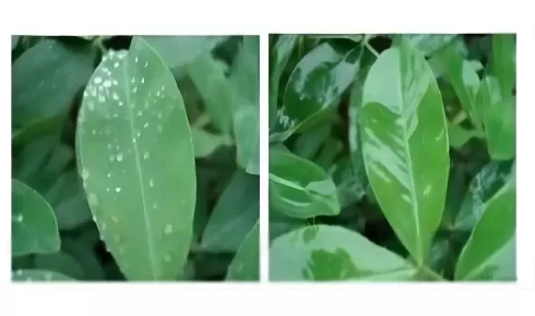 谈谈聚醚改性七甲基三硅氧烷三硅氧烷 (HC-YM9362)：结构特征、合成工艺和创新应用